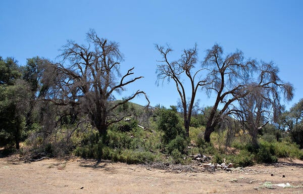 gold spotted oak borer