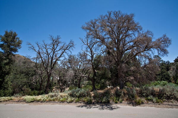 gold spotted oak borer