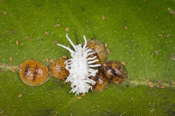 Vine Mealybug