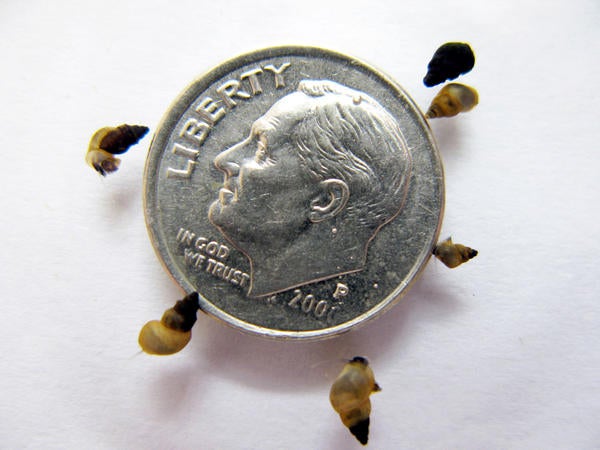 New Zealand Mud Snail