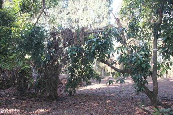 Polyphagous Shot Hole Borer