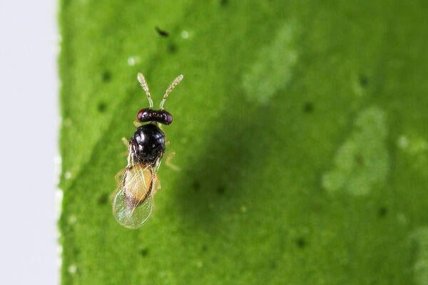Asian citrus psyllid