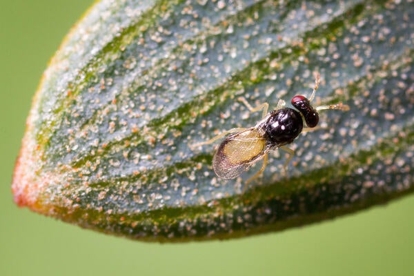 Asian citrus psyllid