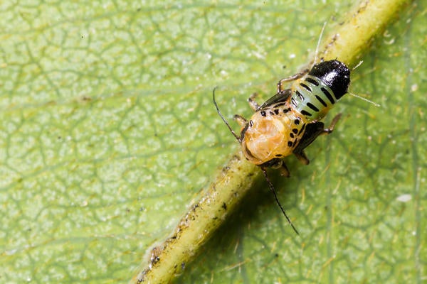 Tipu Psyllid