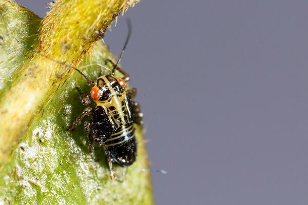 Tipu Psyllid