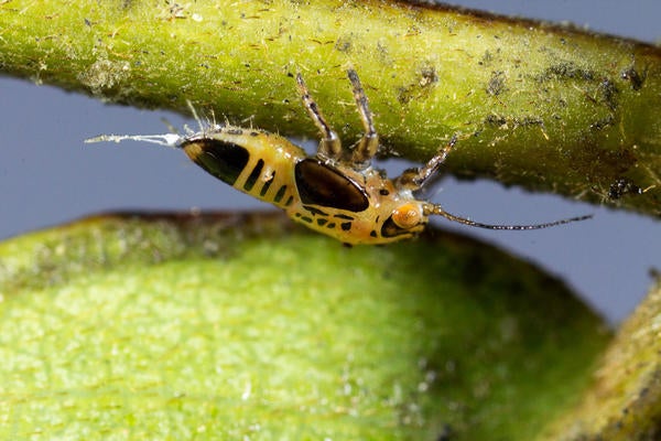 Tipu Psyllid