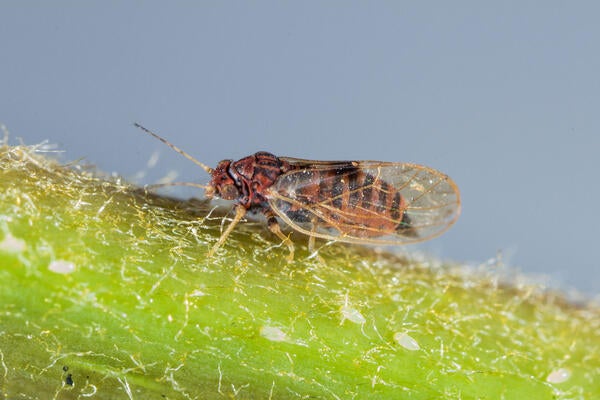 Tipu Psyllid