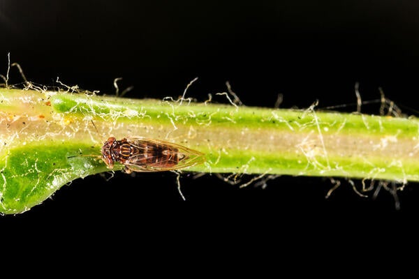 Tipu Psyllid
