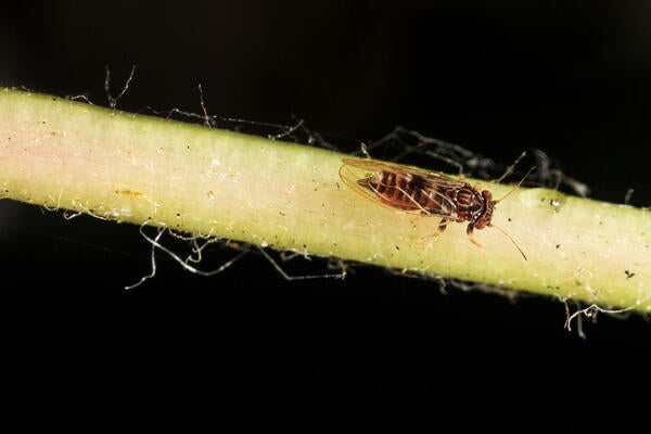 Tipu Psyllid