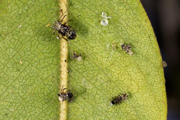 Tipu Psyllid