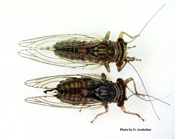 Tipu Psyllid
