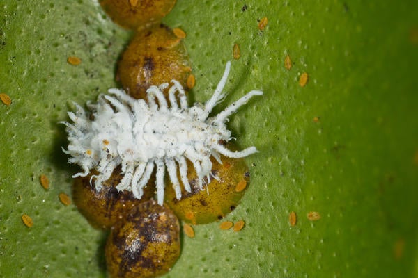 Vine Mealybug