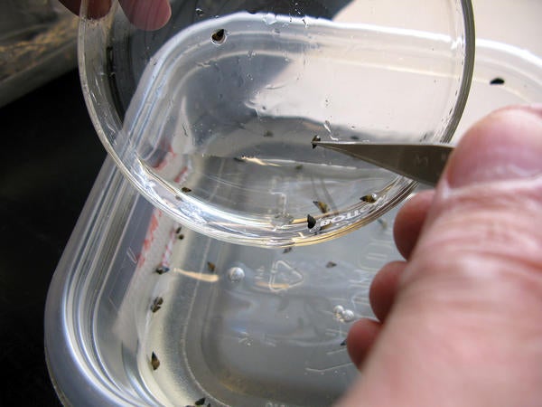 New Zealand Mud Snail