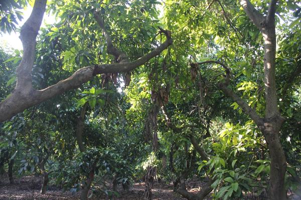 Polyphagous Shot Hole Borer