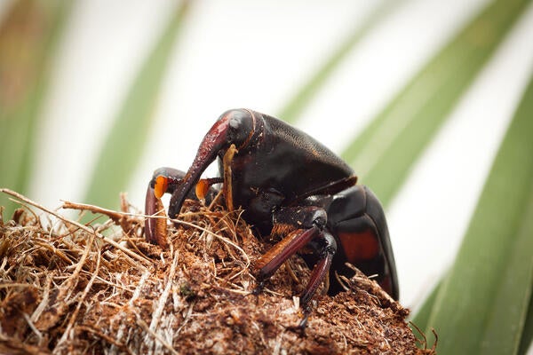 red palm weevil