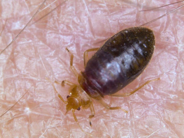 Bed Bugs