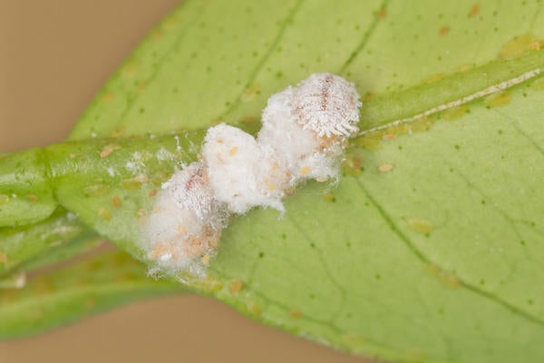 Vine Mealybug
