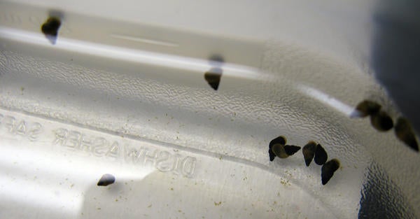 New Zealand Mud Snail