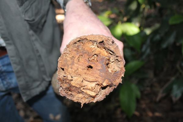 Polyphagous Shot Hole Borer