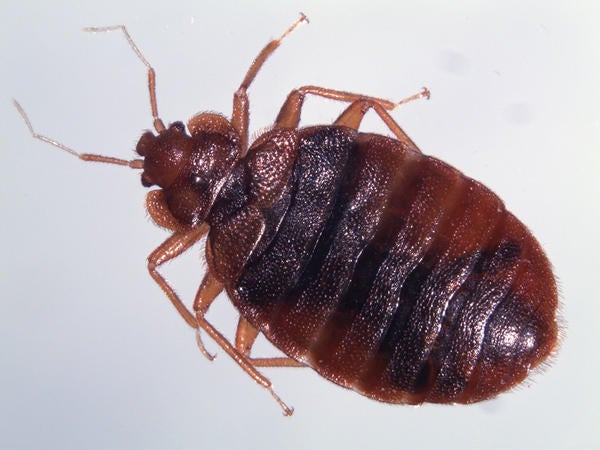 Bed Bugs