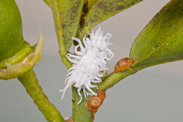 Vine Mealybug