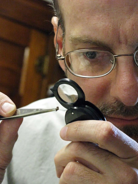 New Zealand Mud Snail