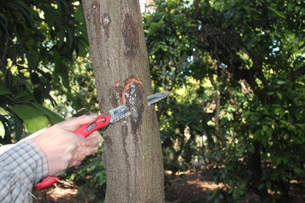 Polyphagous Shot Hole Borer