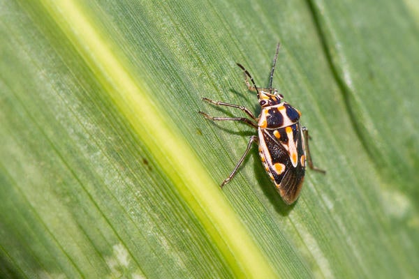 Bagrada Bug