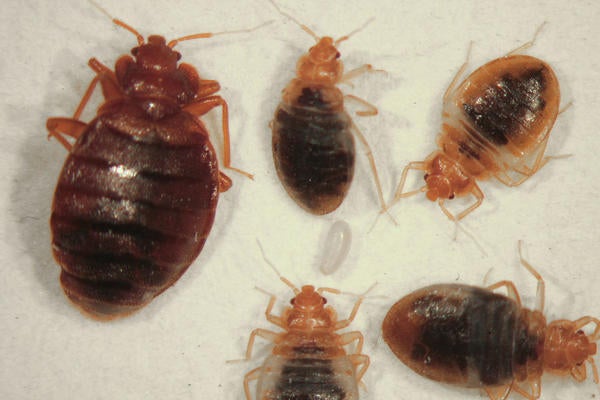 Bed Bugs
