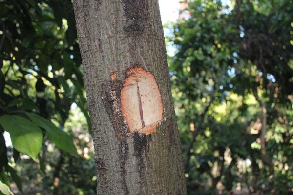 Polyphagous Shot Hole Borer