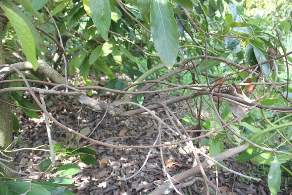 Polyphagous Shot Hole Borer