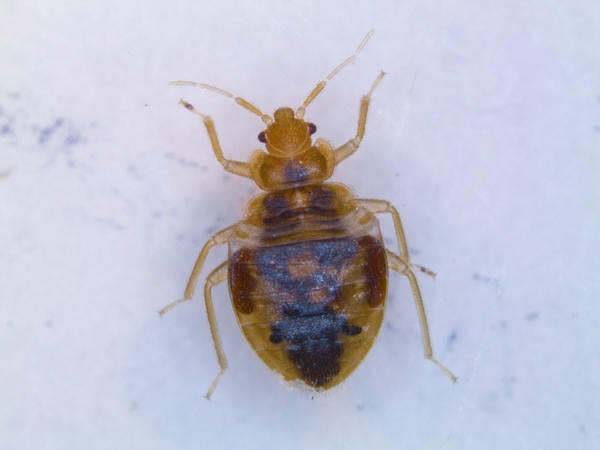 Bed Bugs