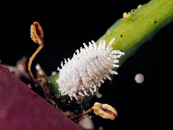 Vine Mealybug