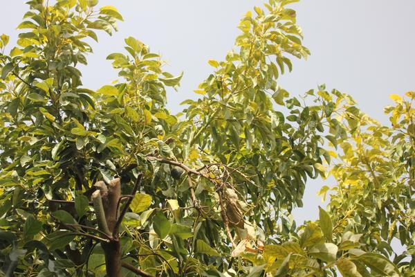 Polyphagous Shot Hole Borer