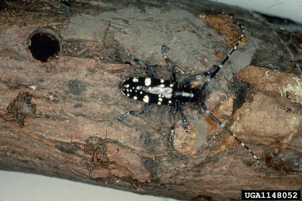 Asian Long-Horned Beetle