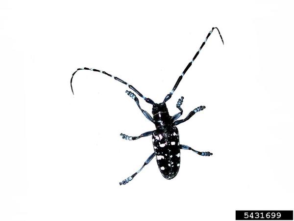 Asian Long-Horned Beetle
