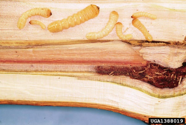 Asian Long-Horned Beetle