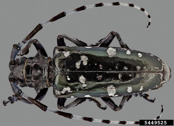 Asian Long-Horned Beetle