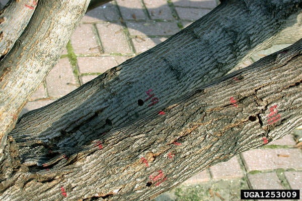 Asian Long-Horned Beetle