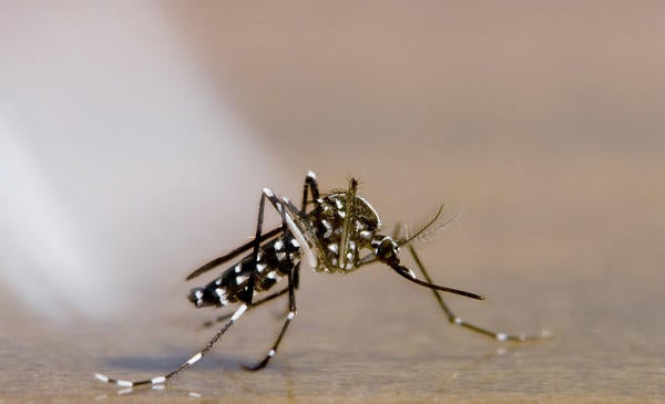 Asian Tiger Mosquito