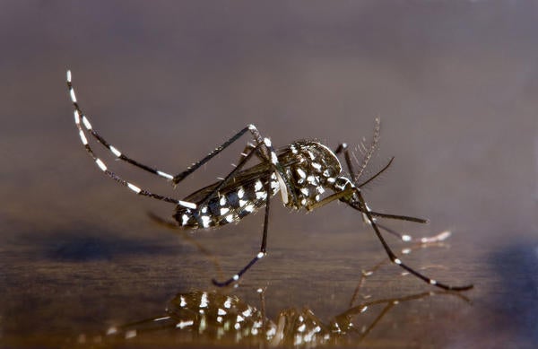 Asian Tiger Mosquito