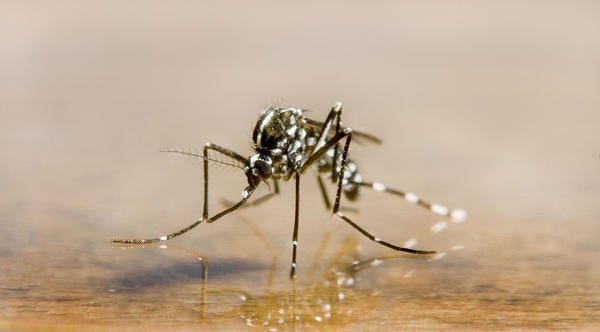 Asian Tiger Mosquito