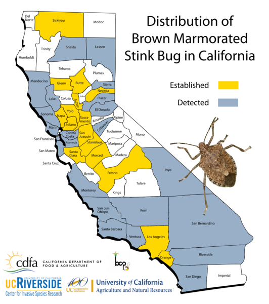 BMSB Distribution in California