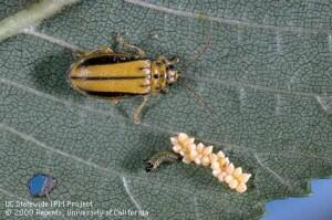 Elm Leaf Beetle