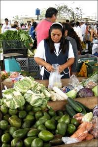 Fresh avocados imported from South America