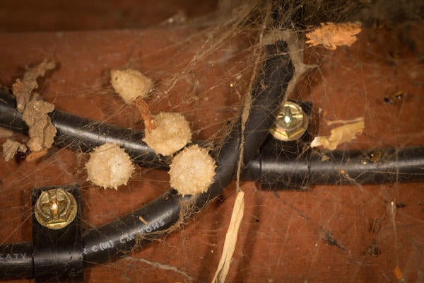 Brown Widow Spider