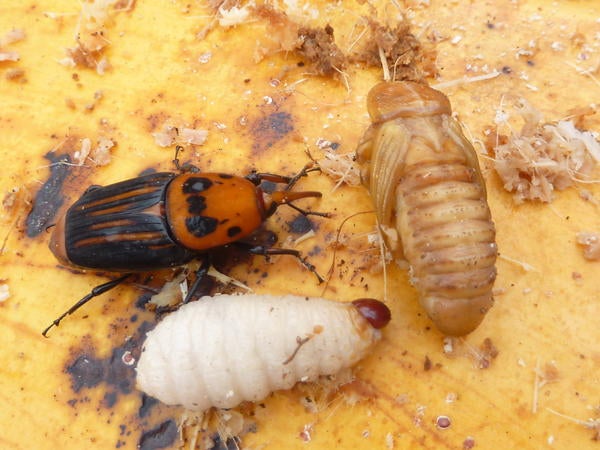 Red Palm Weevil larva, pupa, and adult (c) Mike Lewis