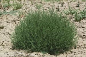 Russian Thistle