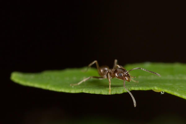 Argentine Ant