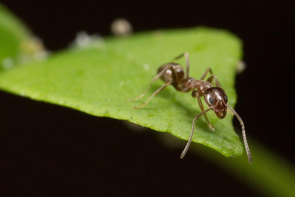 Argentine Ant